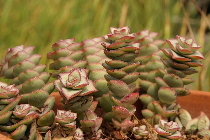 Crassula Succulent