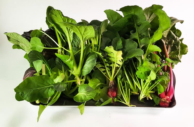 Vertical Hydroponics